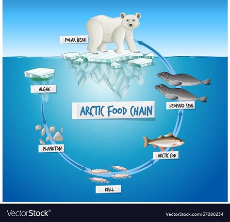 Polar Bear Food Chain Food Chain Diagram Ecosystems Projects Fourth