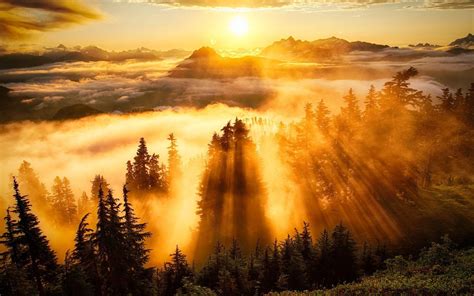 Hd Golden Light Above The Foggy Forest Wallpaper Download Free 149364