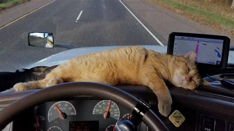 Cat Survives 400 Mile Trip Under 18 Wheeler Kittymews Cat News From