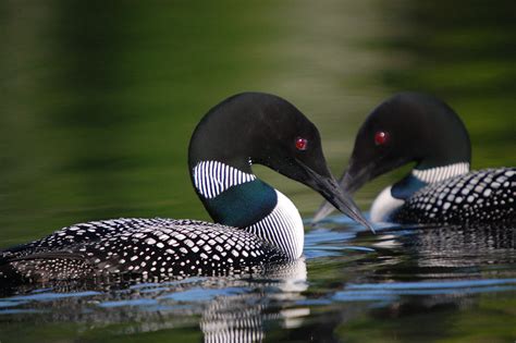 Common Loon — The Friends Of Rachel Carson National Wildlife Refuge