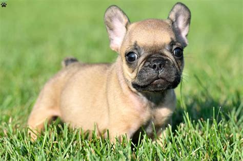 We take great pride in producing excellent dogs for show or family pets. French Bulldog Puppies For Sale in PA MD NJ NY