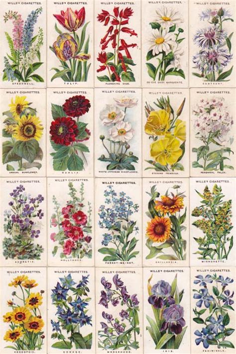 Maybe you would like to learn more about one of these? cigarettes card-Old English Garden Flowers | 花畑, 植物のスケッチ ...
