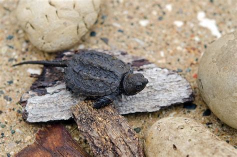 Pet Turtles That Stay Small And Look Cute Forever Pet Turtle Snapping Turtle Turtle Care