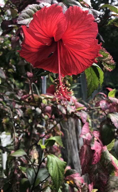 Plantfiles Pictures Tropical Hibiscus Fire N Ice Hibiscus Rosa