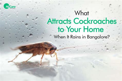 Top 5 Things That Attract Cockroaches During Monsoon In Bangalore