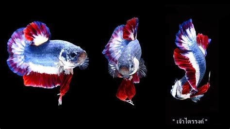 Aquarium fish can range from just several dollars to tens of thousands. What Was the Most Expensive Betta Fish Sold in the World ...