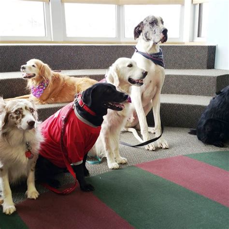 Carnegie Elementary Tulsa Dog Training Club