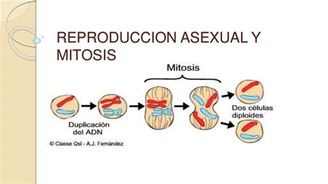 Reproduccion Asexual Y Mitosis