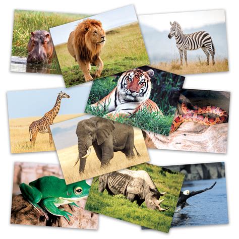 Wild Animals Poster Set Stages Learning Materials