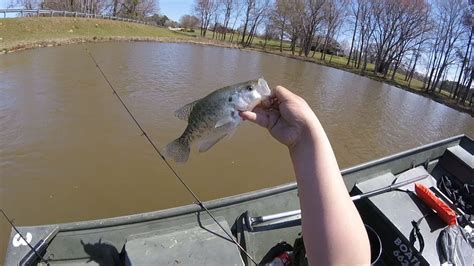 Spring Crappie Fishing For Spring Dinks Youtube