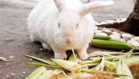 Can Rabbits Eat Corn Corn Cobs Corn Plants Popcorns
