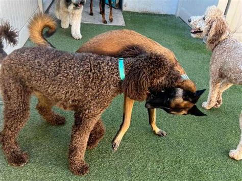 Dog Humping And Mounting Happy Pets Palace