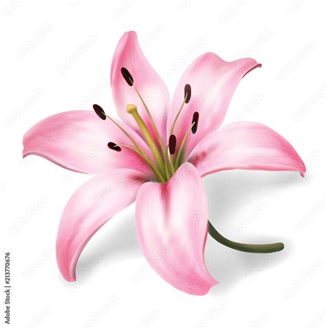 Plink Lily Flower Isolated On White Background Realistic Vector