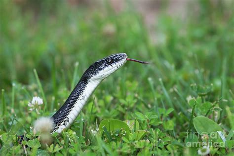Black racer snakes are nonvenomous, but suddenly sighting them could cause quite a scare. White Bellied Black Snake Photograph by Andrea Silies