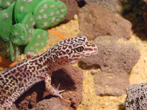 Animals Of The World Leopard Gecko