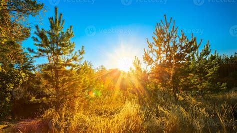 Sunny Day In Summer Sunny Coniferous Forest Trees Nature Woods 885981
