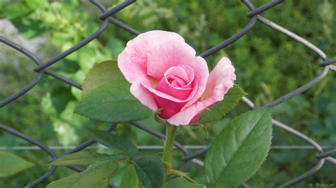 We stock a variety of wallpaper types and styles including, paintable wallpaper, paste the wall wallpaper and glitter wallpaper. Pink Rose Backgrounds ·① WallpaperTag