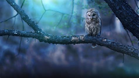 1920x1080 Owl Nature Forest Laptop Full Hd 1080p Hd 4k Wallpapers