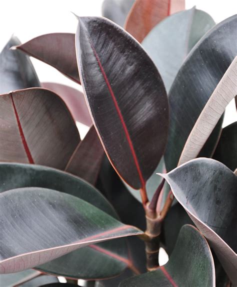 Rubber Tree Care Indoors How To Care For A Rubber Plant Greenmylife