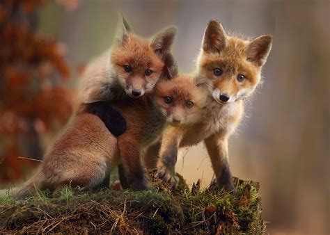 Baby Red Fox Wallpapers Top Free Baby Red Fox Backgrounds