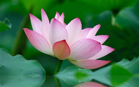 Vivid and cute bouquet of lovely flowers in woman hands no face. Lovely Lotus | A Frog's Dream