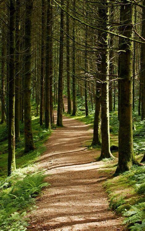 Beautiful Forest Beautiful Places Forest Trail Forest Path Arran