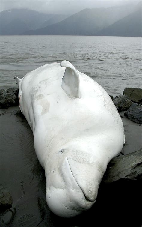 Noaa Releases Plan For Alaska Endangered Beluga Whales The Morning Call