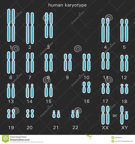 Take a look at the simulation pane. Normal Human Karyotype Royalty Free Stock Photos - Image: 32830078