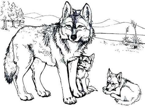 Wolf drawing book beste von 20 ausmalbilder zum ausdrucken 33 ausmalbilder erwachsene wolf parrocchiasangiorgioorg The best free Wolf drawing coloring page images. Download ...