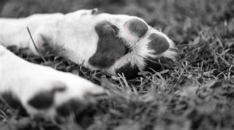 Hombre Que Mató Al Gato De La Familia En Atlántico Fue Condenado A Siete Años De Cárcel Infobae