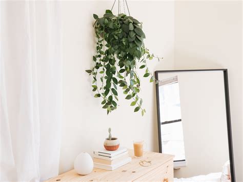 Best Hanging Plants For Full Sun Indoors