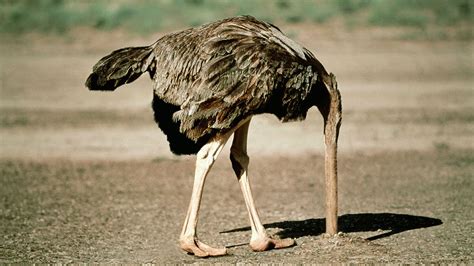 Fending Off A Colleague Who Keeps Wasting Your Time Ostriches