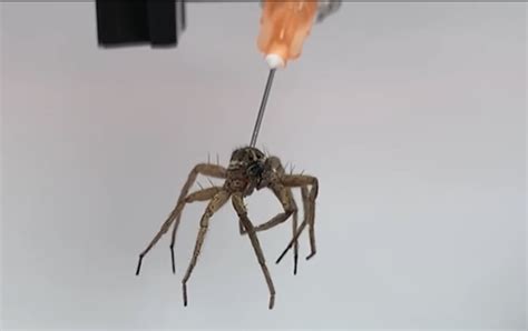 scientists took in spider corpses and turned them into ‘necrobots thewisewolf web design