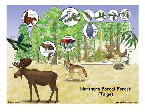 The temperate coniferous rain forests sustain the highest levels of biomass in any terrestrial ecosystem and are notable for trees of massive proportions; Northern Boreal Forest (Taiga)
