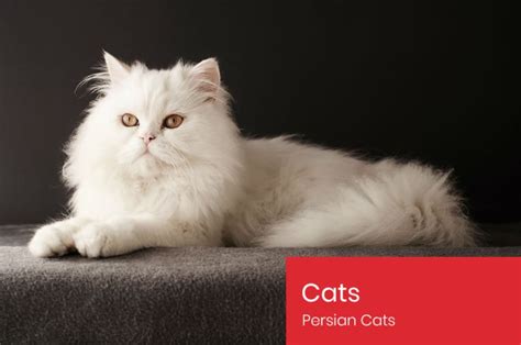 Persian Cats One Of The Oldest Breed Of Cats Very Interesting