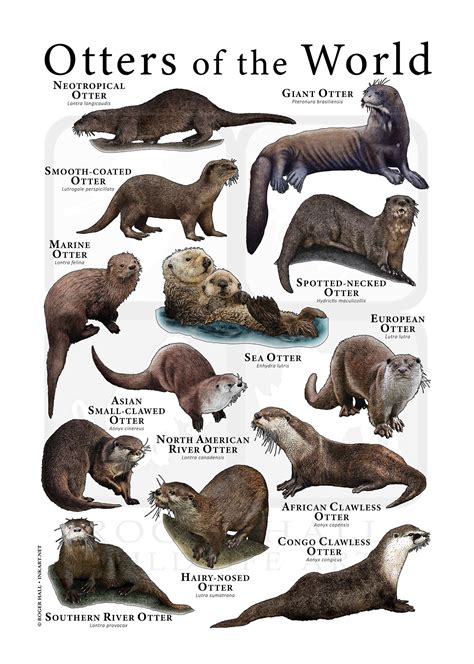 Otters of the World Poster / Field Guide - Etsy Canada | Otters, Animal
