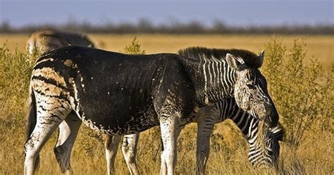 A Melanistic Zebra The Opposite Of The Zebra With Amelanosis Which