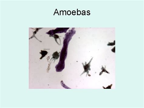 Asexual Reproduction 1 Cell Division Amoebas Asexual Reproduction