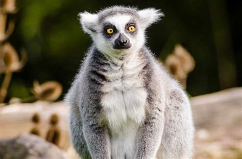 Lemur Profile Description Traits Diet Habitat Facts Primates Park