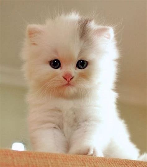 See a list of seven places to get free kittens, and learn about the hidden price tag. Fluffy white kitten | Kitties! | Pinterest