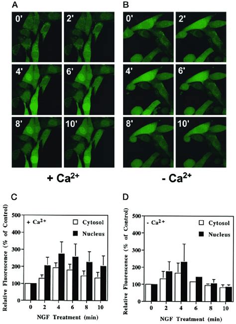 Ngf Induced Changes In Intracellular Calcium Levels In 3t3 Trk Cells