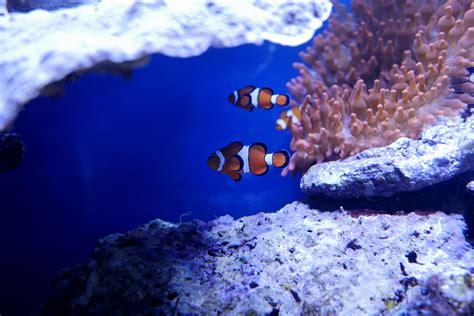 Nemo Fish In Real Underwater 5k Hd Animals 4k Wallpapers Images