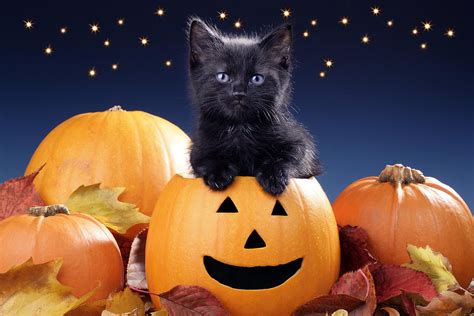 Halloween Kitten Photograph By Mgl Meiklejohn Graphics Licensing Fine