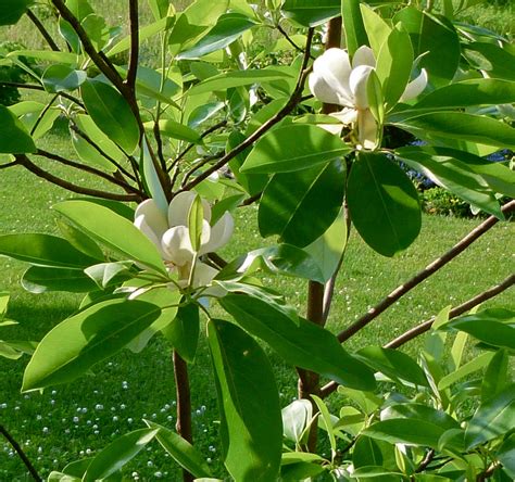 Plant Inventory At 20 Timothy Magnolia Virginiana Sweetbay Magnolia