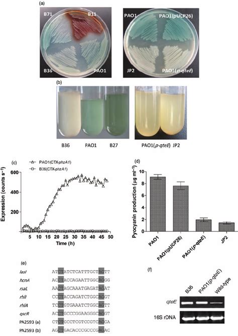 Phenotypes Of P Aeruginosa Cultured On Lb Agar A Or In Lb Broth B Download Scientific