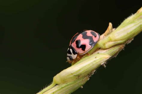 Real Pink Ladybugs