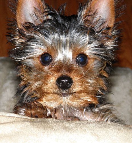 157 Best Cutest Yorkies Images On Pinterest Fluffy Pets Cutest