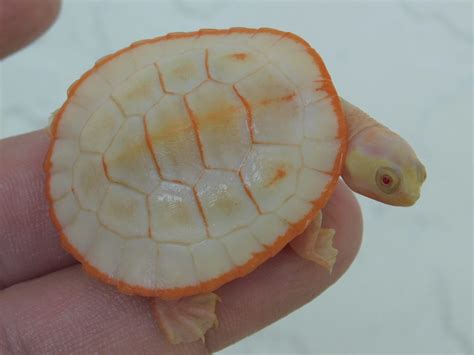 Available Turtle Morphs Albino Turtles Albino Turtles For Sale