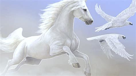nice white horse parrot desktop wallpapers hd
