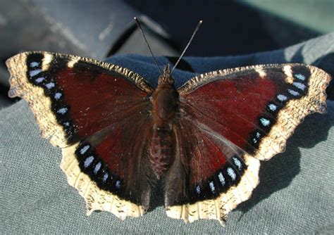 What's the next stage in the mourning cloak's life cycle? Mourning Cloak Butterfly: Identification, Facts, & Pictures